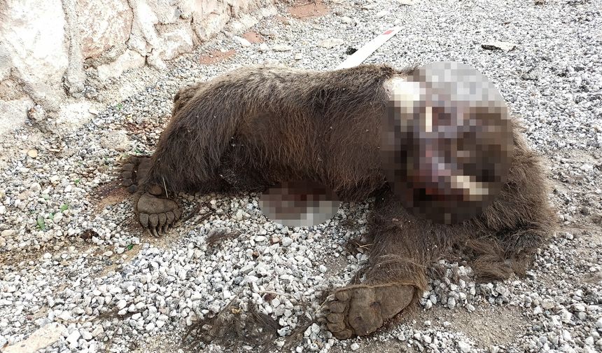 Sivas’ta yol kenarına atılmış bir ayı ölüsü bulundu